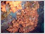 Pentapora fascialis : Rose de mer