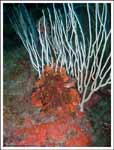 Pentapora fascialis  : Rose de mer