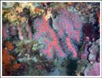 Corallium rubrum : Corail rouge