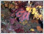 Corallium rubrum : Corail rouge