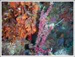 Alcyonium coralloides : Alcyon encrotant